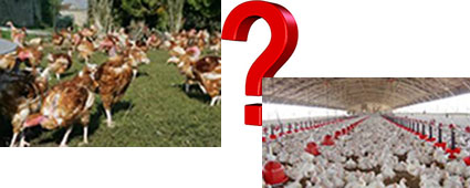 poulet fermier