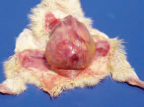 colibacilose