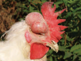 colibacilose