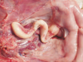 colibacilose