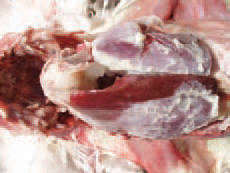 colibacilose