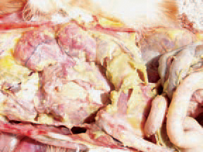 colibacilose