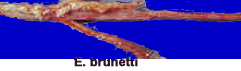 coccidiose