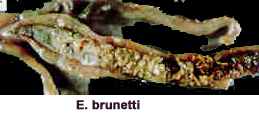 coccidiose