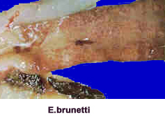 coccidiose