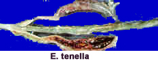 coccidiose