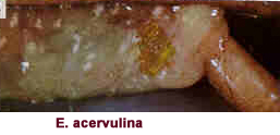 coccidiose
