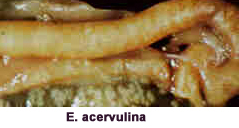 coccidiose